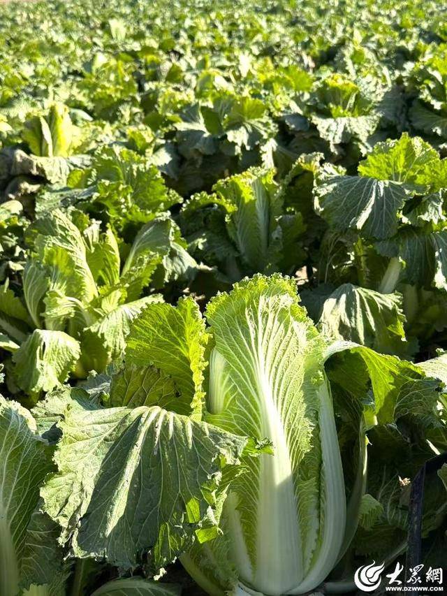 山东青岛：全国首批“板蓝根白菜”喜获丰收<strong></p>
<p>比利币</strong>，正式上市！首批10万棵已被上海采购商“包圆”