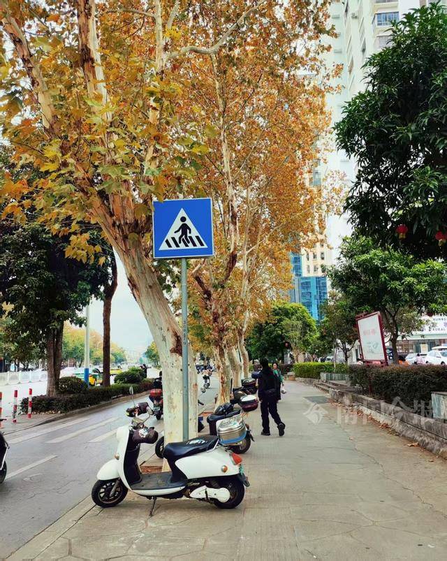 满目金黄<strong></p>
<p>金元币</strong>!柳州法国梧桐迎来最佳观赏期