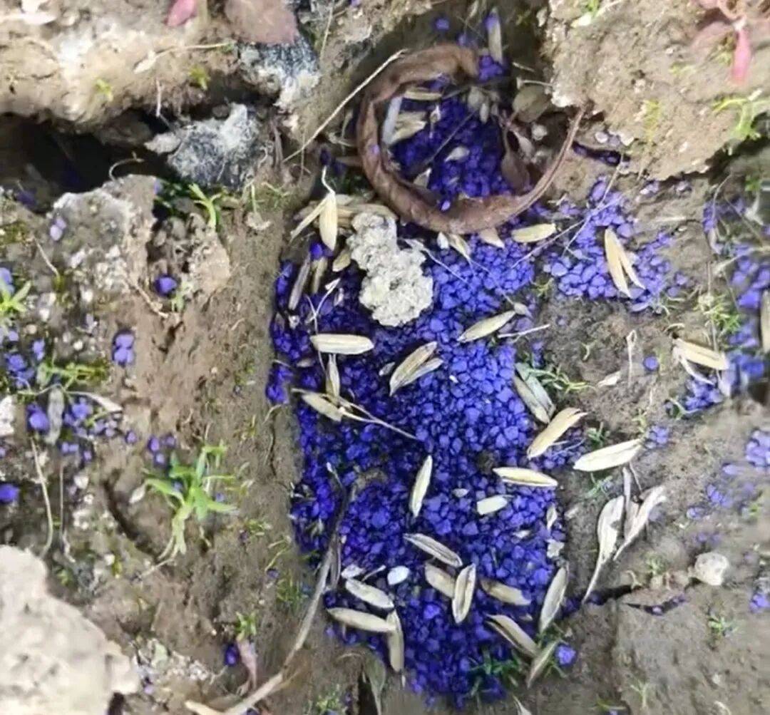 江西余干警方通报:3人疑似在鄱阳湖湿地毒害野生动物<strong></p>
<p>在线交易</strong>,已采取刑事强制措施