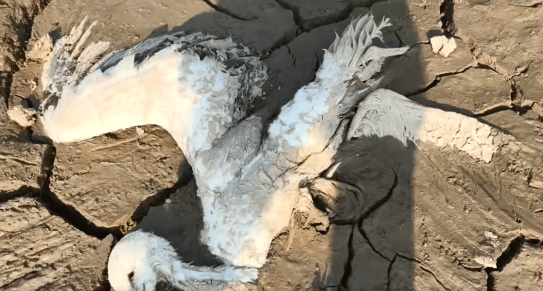 江西余干警方通报:3人疑似在鄱阳湖湿地毒害野生动物<strong></p>
<p>在线交易</strong>,已采取刑事强制措施