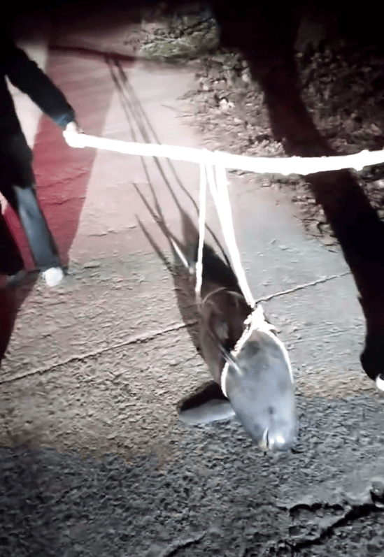 湖北一江豚被五花大绑抬上岸<strong></p>
<p>柚子币走势</strong>?当地派出所:已死亡多日