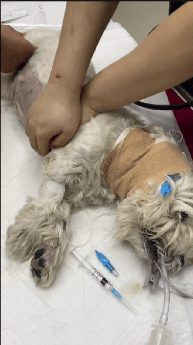 在小区投毒致9条狗死亡<strong></p>
<p>柚子币走势</strong>,男子获刑4年!