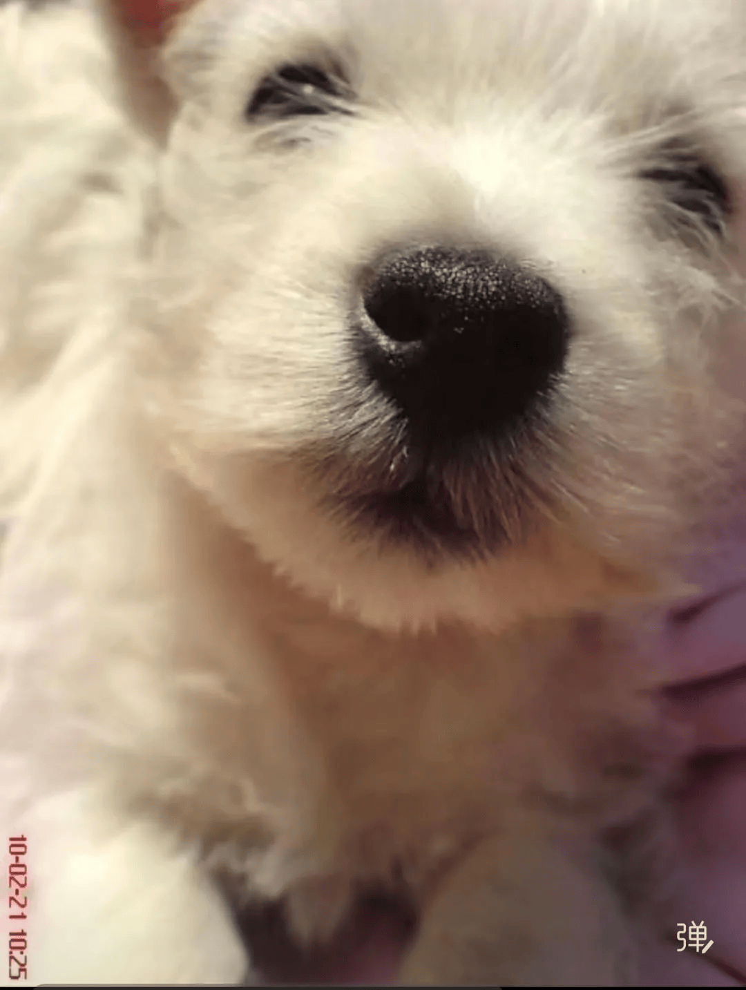 在小区投毒致9条狗死亡<strong></p>
<p>柚子币走势</strong>,男子获刑4年!